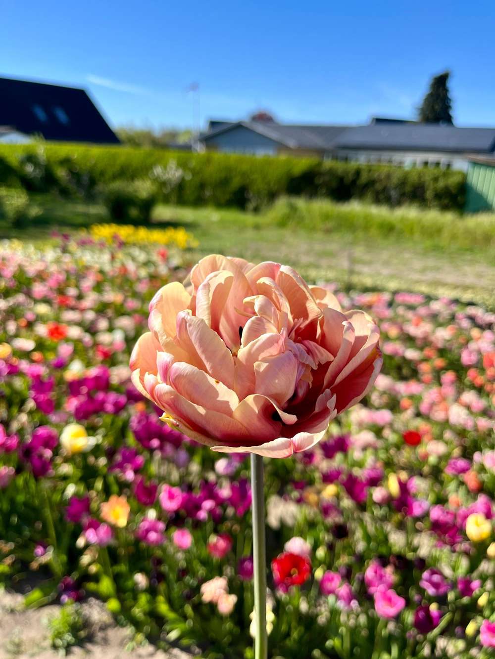 Tulipan 'La Belle Epoque'